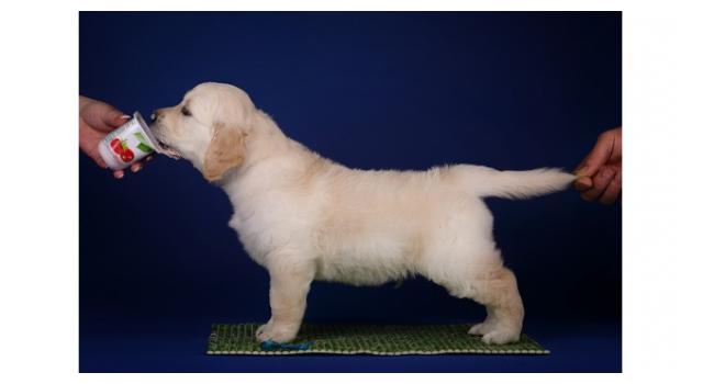 Щенки золотистого ретривера в питомнике Goldberry Щенки золотистого ретривера в питомнике Goldberry