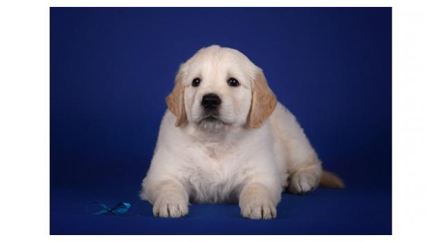 Щенки золотистого ретривера в питомнике Goldberry Щенки золотистого ретривера в питомнике Goldberry