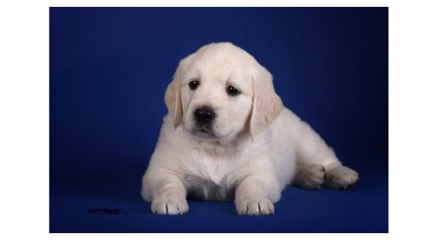 Щенки золотистого ретривера в питомнике Goldberry Щенки золотистого ретривера в питомнике Goldberry