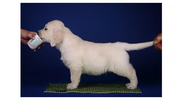 Щенки золотистого ретривера в питомнике Goldberry Щенки золотистого ретривера в питомнике Goldberry