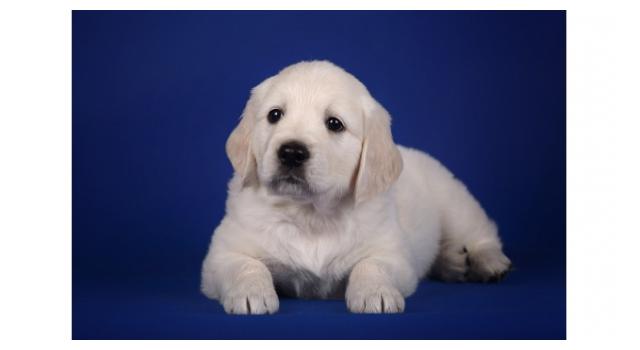 Щенки золотистого ретривера в питомнике Goldberry Щенки золотистого ретривера в питомнике Goldberry