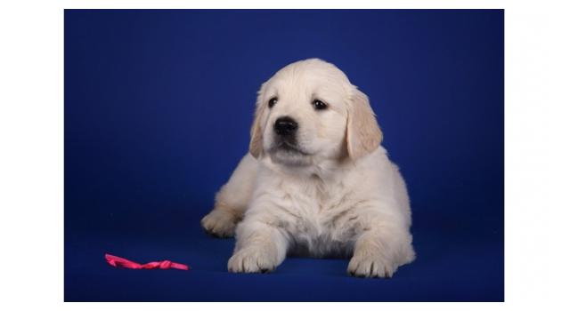 Щенки золотистого ретривера в питомнике Goldberry Щенки золотистого ретривера в питомнике Goldberry