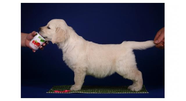 Щенки золотистого ретривера в питомнике Goldberry Щенки золотистого ретривера в питомнике Goldberry