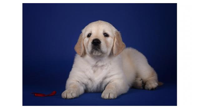 Щенки золотистого ретривера в питомнике Goldberry Щенки золотистого ретривера в питомнике Goldberry