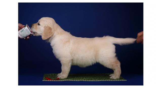 Щенки золотистого ретривера в питомнике Goldberry Щенки золотистого ретривера в питомнике Goldberry