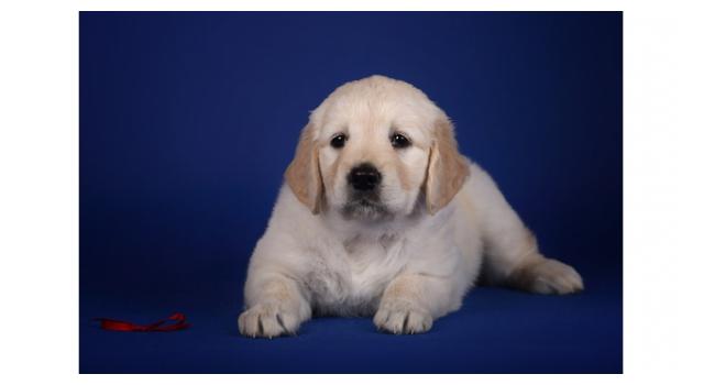 Щенки золотистого ретривера в питомнике Goldberry Щенки золотистого ретривера в питомнике Goldberry