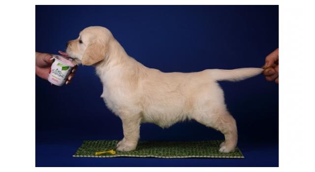 Щенки золотистого ретривера в питомнике Goldberry Щенки золотистого ретривера в питомнике Goldberry