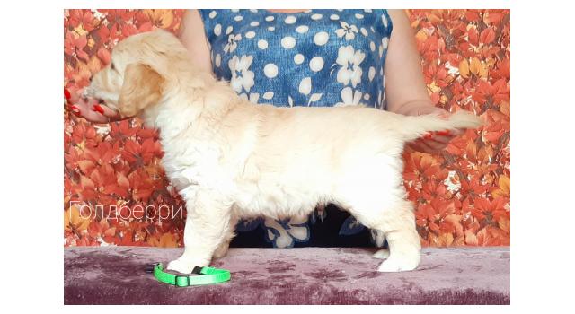 Щенки золотистого ретривера в питомнике Goldberry Щенки золотистого ретривера в питомнике Goldberry