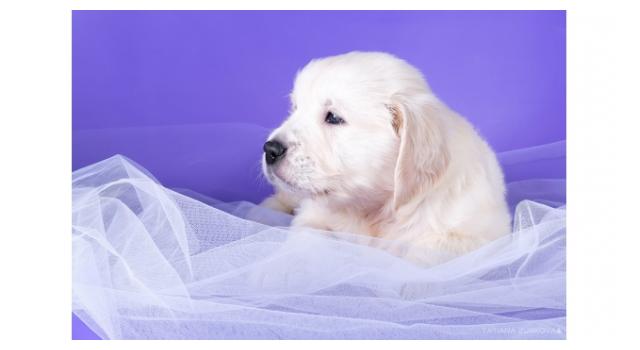 Щенки золотистого ретривера в питомнике Goldberry Щенки золотистого ретривера в питомнике Goldberry