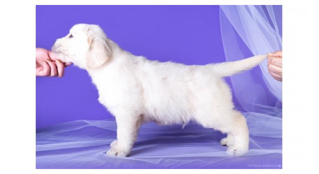 Щенки золотистого ретривера в питомнике Goldberry Щенки золотистого ретривера в питомнике Goldberry