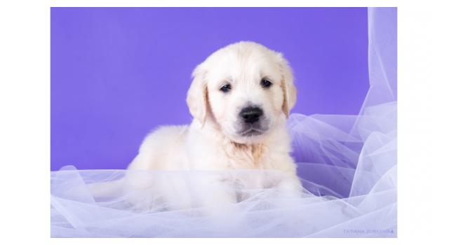 Щенки золотистого ретривера в питомнике Goldberry Щенки золотистого ретривера в питомнике Goldberry