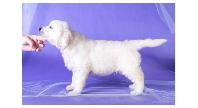 Щенки золотистого ретривера в питомнике Goldberry Щенки золотистого ретривера в питомнике Goldberry