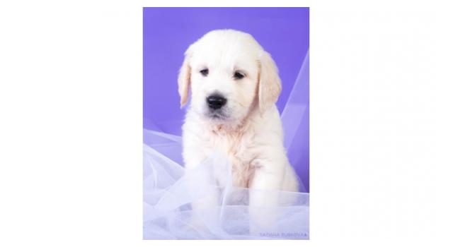 Щенки золотистого ретривера в питомнике Goldberry Щенки золотистого ретривера в питомнике Goldberry