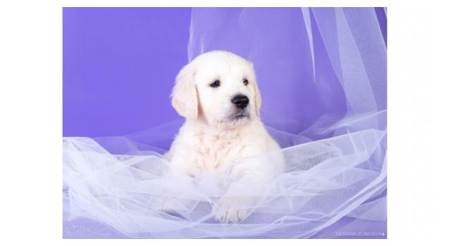 Щенки золотистого ретривера в питомнике Goldberry Щенки золотистого ретривера в питомнике Goldberry