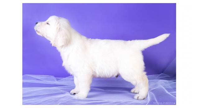 Щенки золотистого ретривера в питомнике Goldberry Щенки золотистого ретривера в питомнике Goldberry