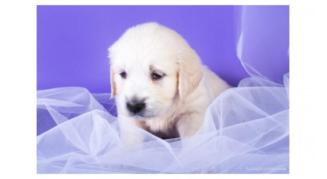 Щенки золотистого ретривера в питомнике Goldberry Щенки золотистого ретривера в питомнике Goldberry