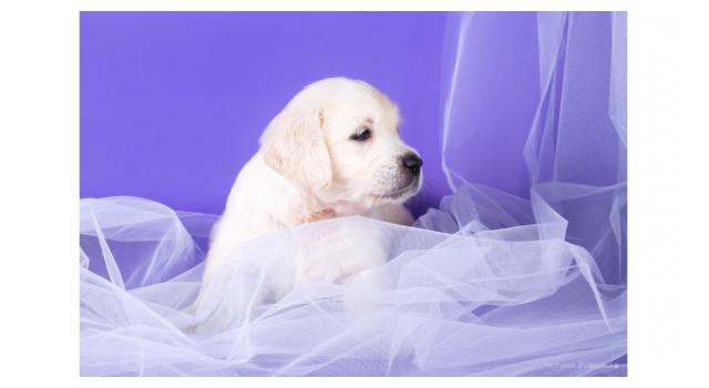 Щенки золотистого ретривера в питомнике Goldberry Щенки золотистого ретривера в питомнике Goldberry