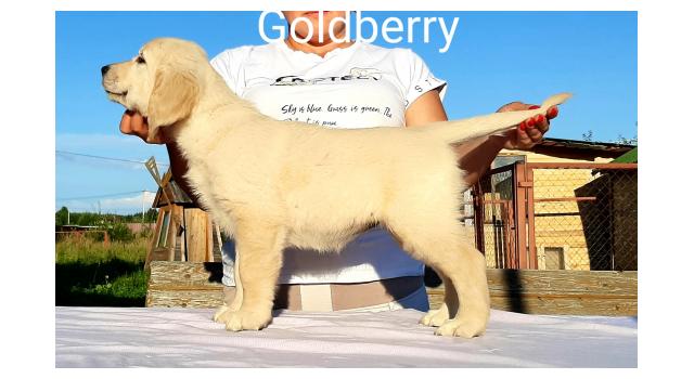 Щенки золотистого ретривера в питомнике Goldberry Щенки золотистого ретривера в питомнике Goldberry