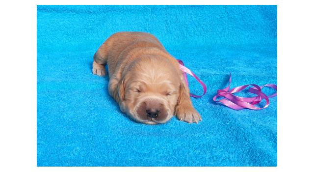 Щенки золотистого ретривера в питомнике Goldberry Щенки золотистого ретривера в питомнике Goldberry