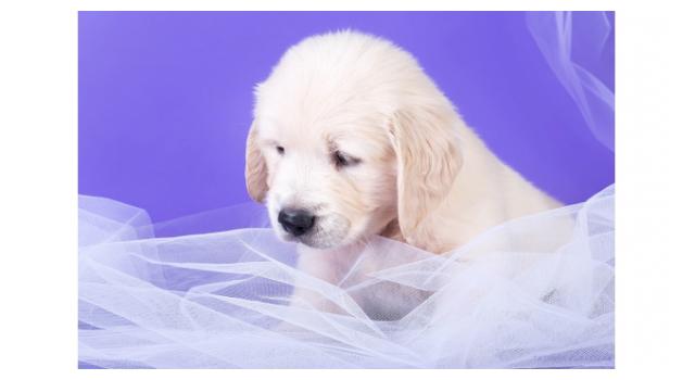 Щенки золотистого ретривера в питомнике Goldberry Щенки золотистого ретривера в питомнике Goldberry