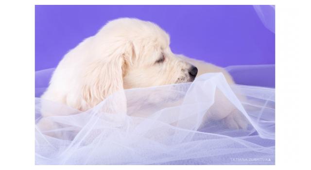 Щенки золотистого ретривера в питомнике Goldberry Щенки золотистого ретривера в питомнике Goldberry