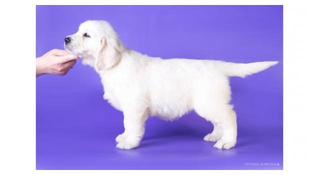 Щенки золотистого ретривера в питомнике Goldberry Щенки золотистого ретривера в питомнике Goldberry