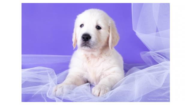 Щенки золотистого ретривера в питомнике Goldberry Щенки золотистого ретривера в питомнике Goldberry