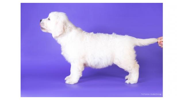 Щенки золотистого ретривера в питомнике Goldberry Щенки золотистого ретривера в питомнике Goldberry