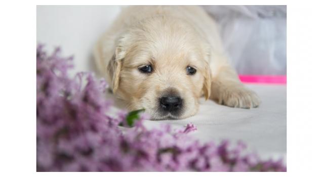 Щенки золотистого ретривера в питомнике Goldberry Щенки золотистого ретривера в питомнике Goldberry