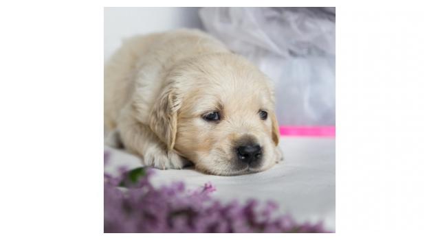 Щенки золотистого ретривера в питомнике Goldberry Щенки золотистого ретривера в питомнике Goldberry