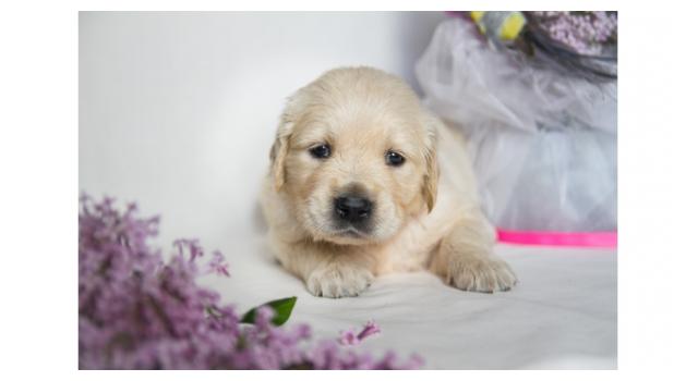 Щенки золотистого ретривера в питомнике Goldberry Щенки золотистого ретривера в питомнике Goldberry