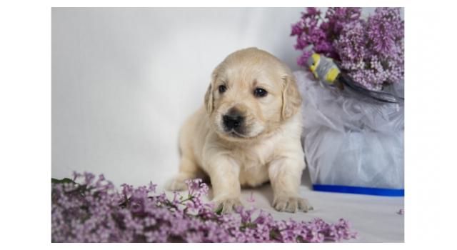 Щенки золотистого ретривера в питомнике Goldberry Щенки золотистого ретривера в питомнике Goldberry