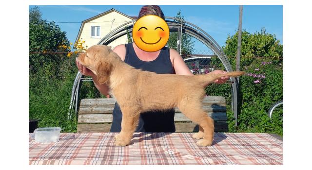 Щенки золотистого ретривера в питомнике Goldberry Щенки золотистого ретривера в питомнике Goldberry