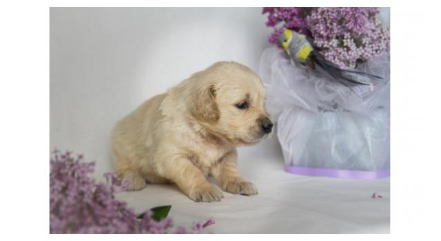 Щенки золотистого ретривера в питомнике Goldberry Щенки золотистого ретривера в питомнике Goldberry