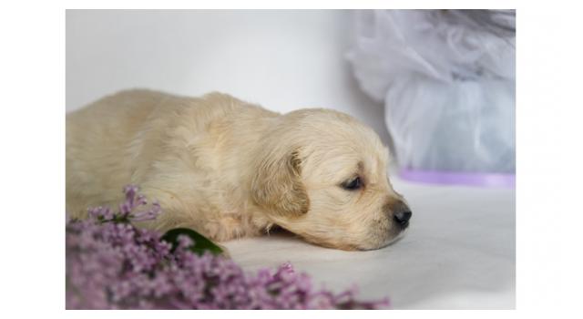 Щенки золотистого ретривера в питомнике Goldberry Щенки золотистого ретривера в питомнике Goldberry