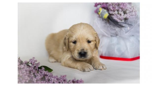 Щенки золотистого ретривера в питомнике Goldberry Щенки золотистого ретривера в питомнике Goldberry