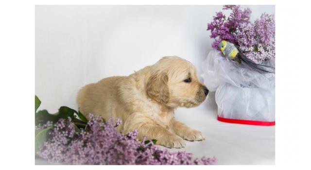 Щенки золотистого ретривера в питомнике Goldberry Щенки золотистого ретривера в питомнике Goldberry