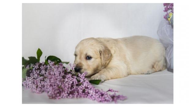 Щенки золотистого ретривера в питомнике Goldberry Щенки золотистого ретривера в питомнике Goldberry