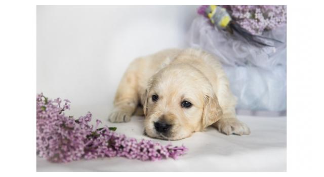 Щенки золотистого ретривера в питомнике Goldberry Щенки золотистого ретривера в питомнике Goldberry