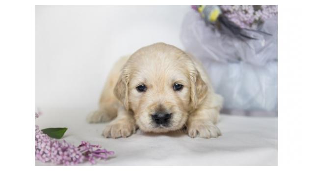 Щенки золотистого ретривера в питомнике Goldberry Щенки золотистого ретривера в питомнике Goldberry