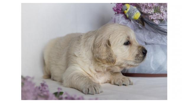 Щенки золотистого ретривера в питомнике Goldberry Щенки золотистого ретривера в питомнике Goldberry