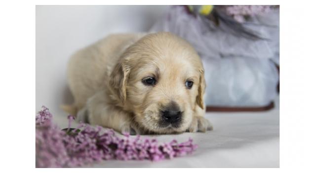 Щенки золотистого ретривера в питомнике Goldberry Щенки золотистого ретривера в питомнике Goldberry