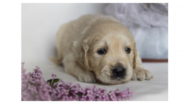 Щенки золотистого ретривера в питомнике Goldberry Щенки золотистого ретривера в питомнике Goldberry