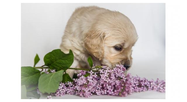 Щенки золотистого ретривера в питомнике Goldberry Щенки золотистого ретривера в питомнике Goldberry