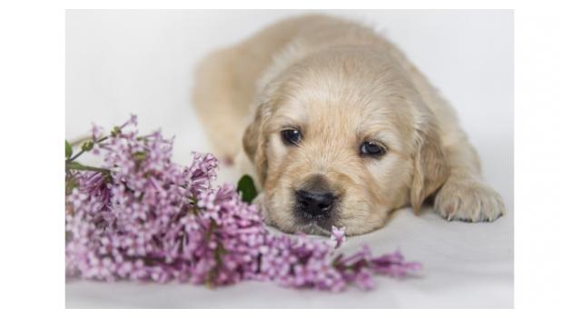 Щенки золотистого ретривера в питомнике Goldberry Щенки золотистого ретривера в питомнике Goldberry