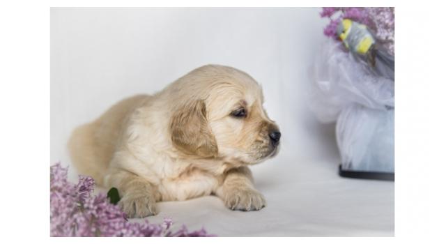 Щенки золотистого ретривера в питомнике Goldberry Щенки золотистого ретривера в питомнике Goldberry