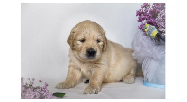 Щенки золотистого ретривера в питомнике Goldberry Щенки золотистого ретривера в питомнике Goldberry