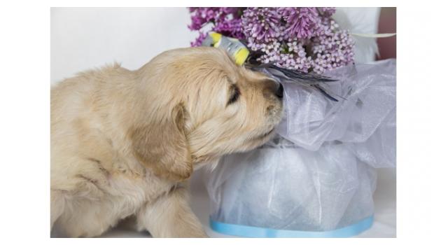 Щенки золотистого ретривера в питомнике Goldberry Щенки золотистого ретривера в питомнике Goldberry