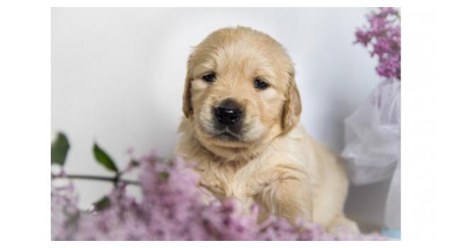 Щенки золотистого ретривера в питомнике Goldberry Щенки золотистого ретривера в питомнике Goldberry