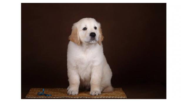 Щенки золотистого ретривера в питомнике Goldberry Щенки золотистого ретривера в питомнике Goldberry